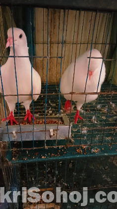 ১জোড়া সাদা কিং কবুতর